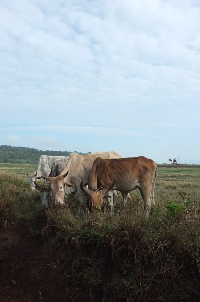 Horned cattle grazing on a grassy rise beneath an overcast sky